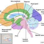 Image showing a detailed neuroanatomy diagram with labels for Oct 6 at 11:59 PM Video Module 2 - Neuroanatomy content.